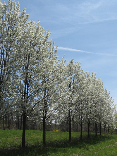 Nursery View